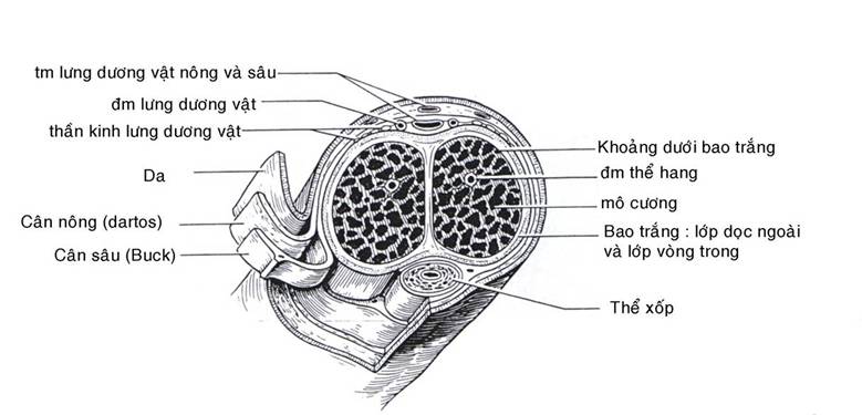 Từng lớp dương vật